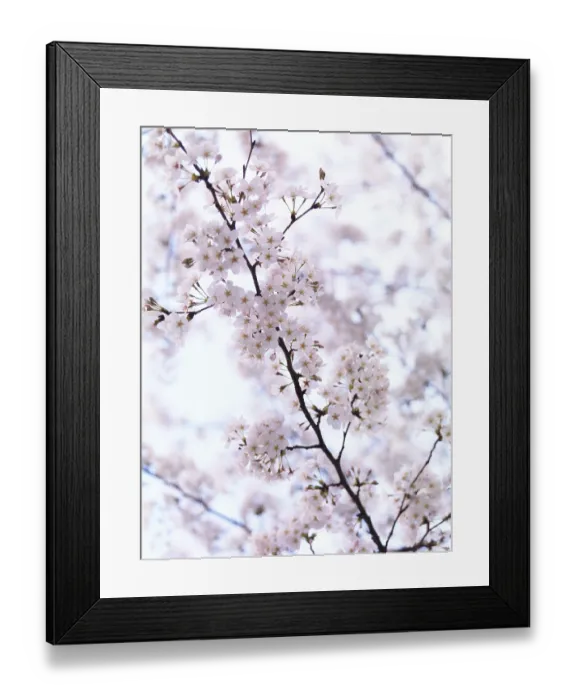 Framed Print : Closeup of cherry blossoms, blooming Japanese cherry tree flowers artistic background