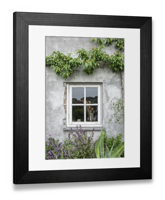 Framed Print : Mullioned window in a rustic house wall with plants and a peach tree with fruit Framed Print : Mullioned window in a rustic house wall with plants and a peach tree with fruit