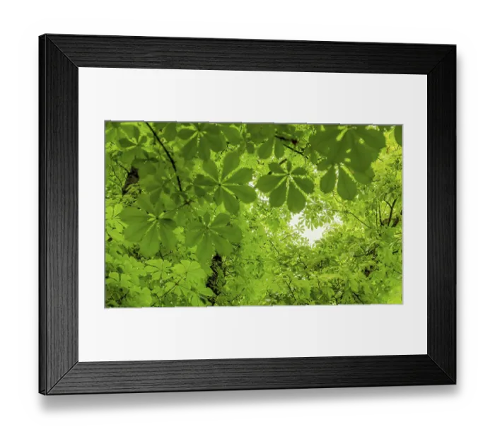 Framed Print : Lots of fresh green chestnut leaves Framed Print : Lots of fresh green chestnut leaves