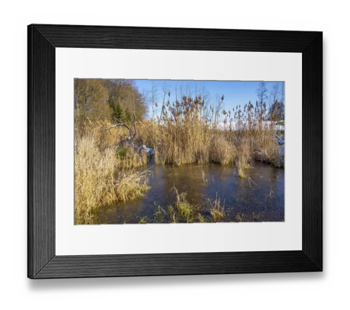 Framed Print : Sunny riparian scenery around a lake at winter time