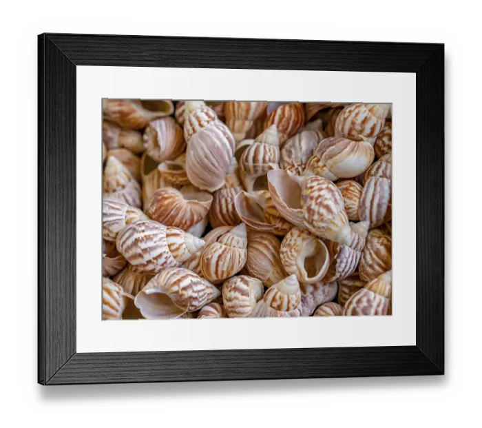 Framed Print : Full frame shot showing lots of bicolored marine snail shells