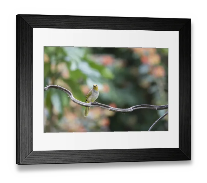Framed Print : Striped-throated bulbul (Pycnonotus finlaysoni) Framed Print : Striped-throated bulbul (Pycnonotus finlaysoni)
