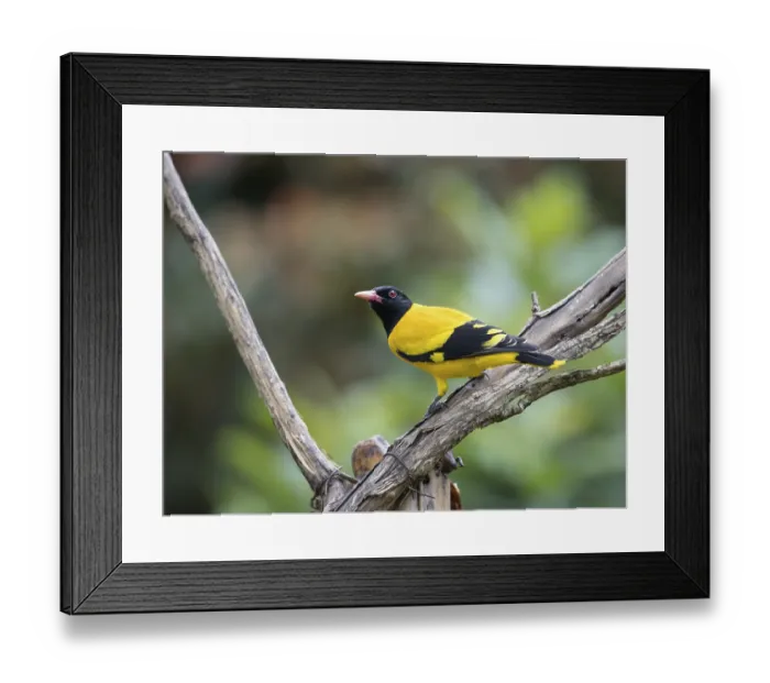 Framed Print : Black-headed oriole (Eurasian Golden Oriole xanthornus)