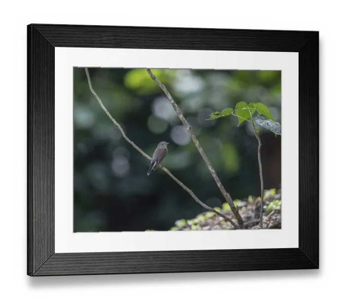 Framed Print : Taiga flycatcher (Ficedula albicilla)
