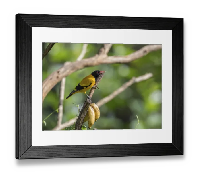 Framed Print : Black-headed oriole (Eurasian Golden Oriole xanthornus)