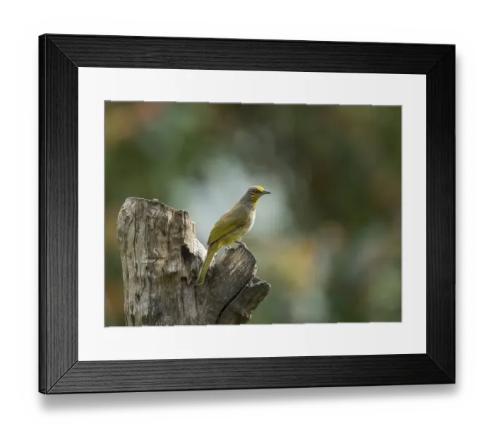 Framed Print : Striped-throated bulbul (Pycnonotus finlaysoni) Framed Print : Striped-throated bulbul (Pycnonotus finlaysoni)