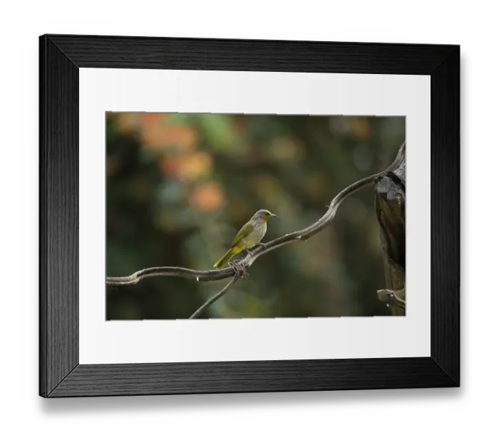 Framed Print : Striped-throated bulbul (Pycnonotus finlaysoni) Framed Print : Striped-throated bulbul (Pycnonotus finlaysoni)