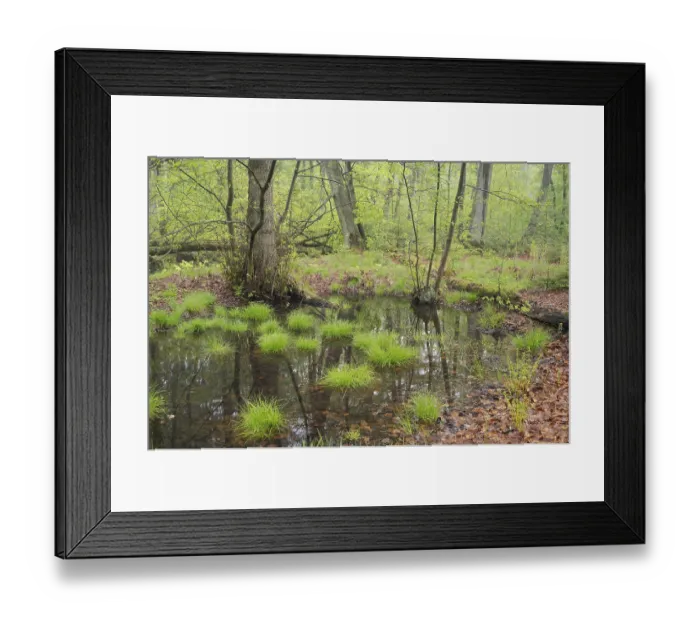 Framed Print : Beech forest in spring, pond in the forest Framed Print : Beech forest in spring, pond in the forest