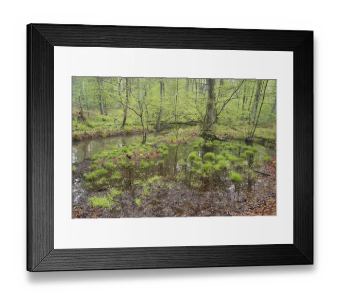 Framed Print : Beech forest in spring, pond in the forest