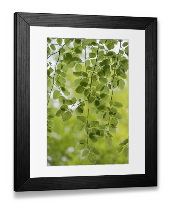 Framed Print : European beech (Fagus sylvatica)