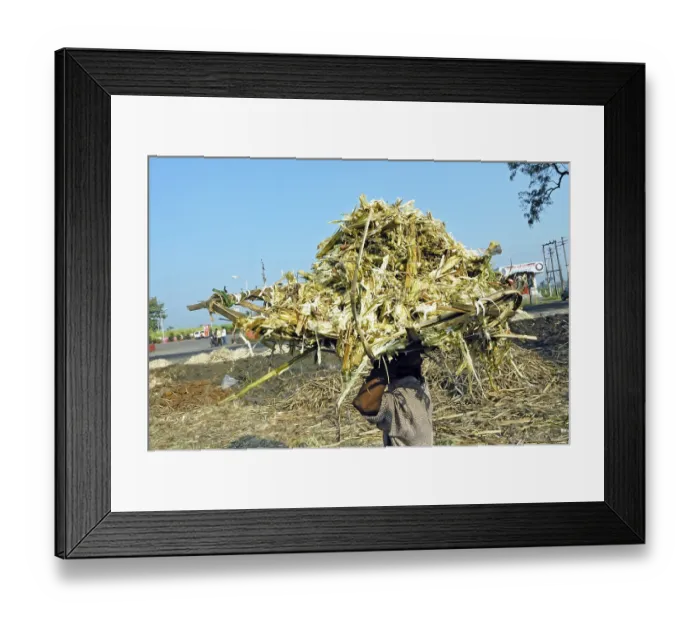 Framed Print : Sugarcane trash, Kolhapur, Maharashtra, India