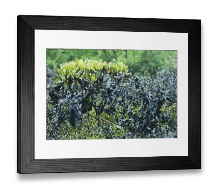 Framed Print : Mangroves affected by oil spill at ins kunjali