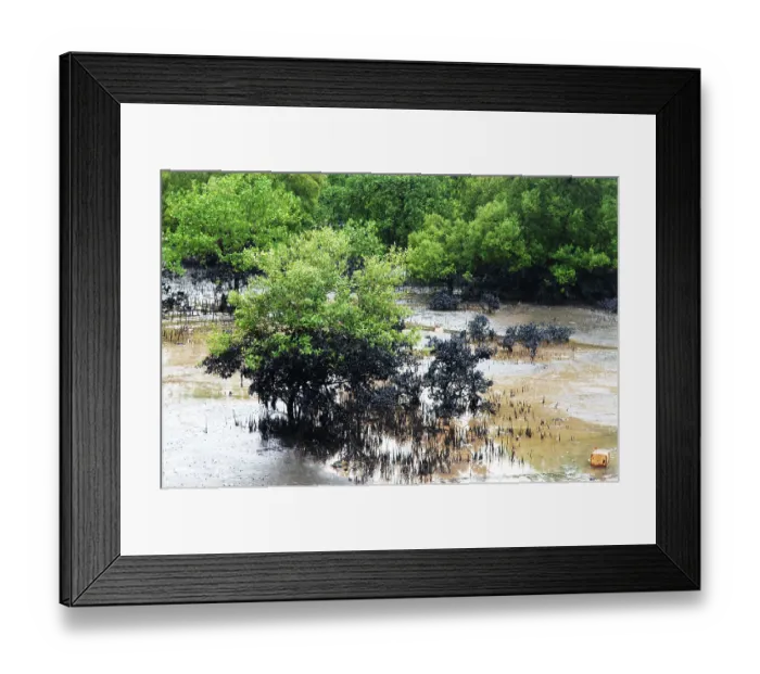 Framed Print : Mangroves affected by oil spill at elephanta island