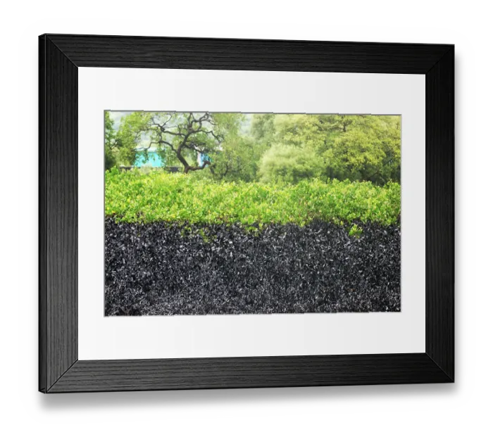 Framed Print : Mangroves affected by oil spill at elephanta island