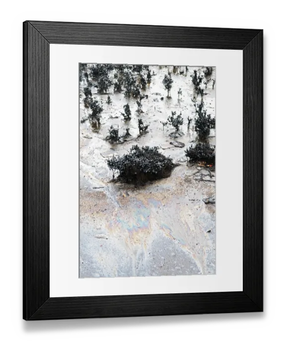 Framed Print : Mangroves affected by oil spill at elephanta island