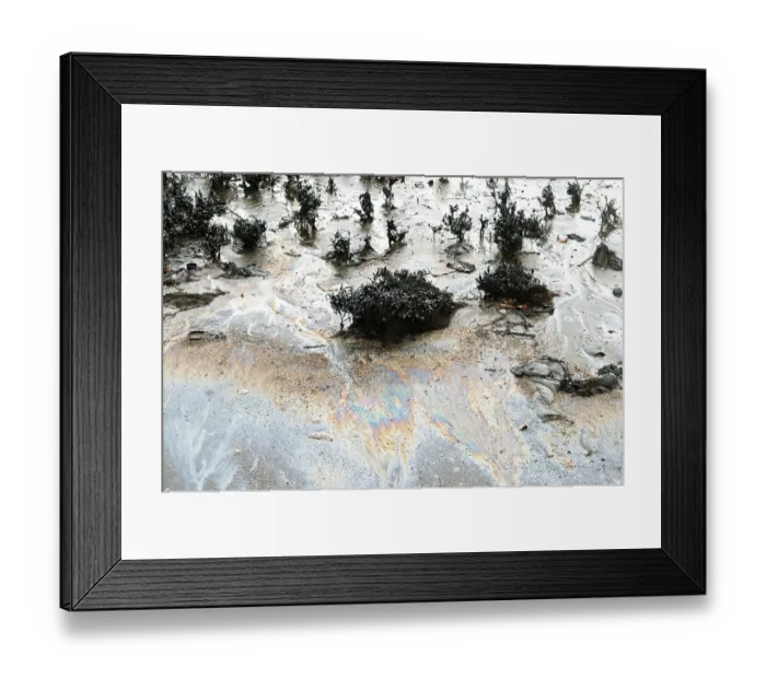 Framed Print : Mangroves affected by oil spill at elephanta island