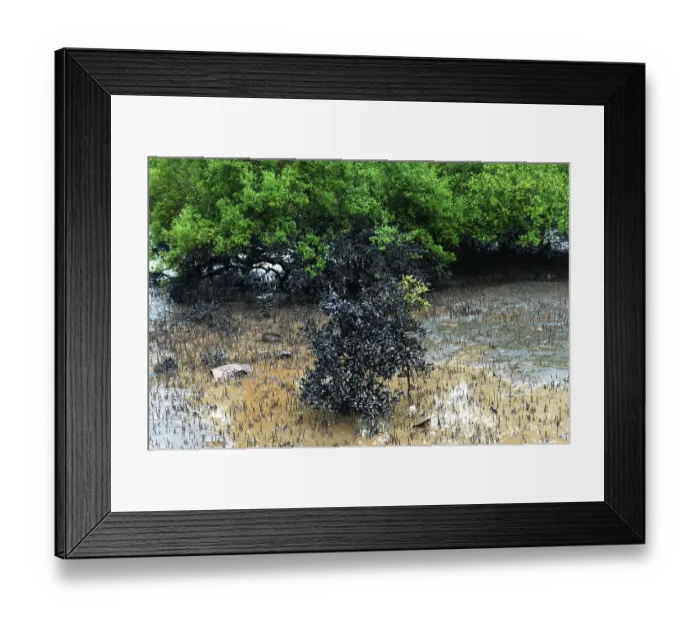 Framed Print : Mangroves affected by oil spill at elephanta island