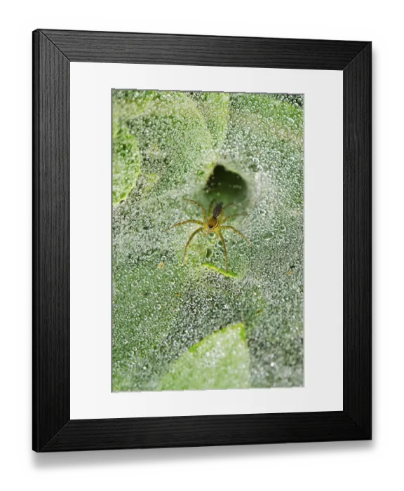 Framed Print : Talimkhana plant Gaganbawda Kolhapur Maharashtra India Asia