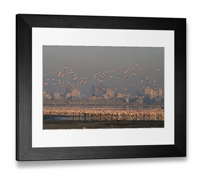 Framed Print : Flamingos flying Porbandar Gujrat India Asia Framed Print : Flamingos flying Porbandar Gujrat India Asia