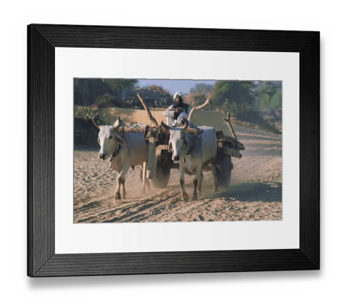 Framed Print : Bullock cart village, delhi, india, asia