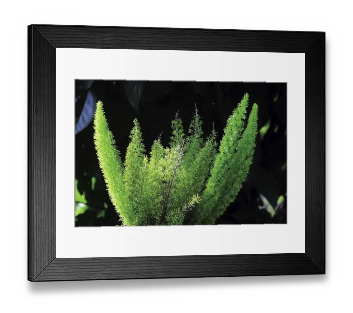 Framed Print : Plant, india, asia