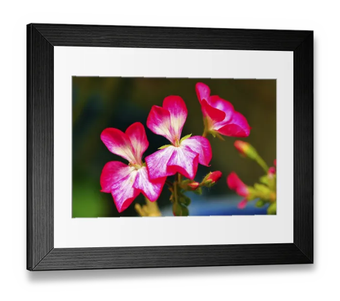 Framed Print : Pelargonium x hortorum in craignano at himachal pradesh