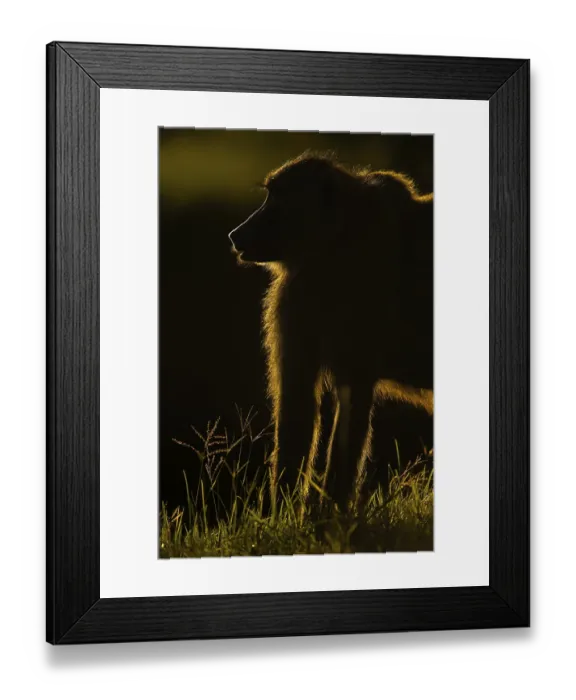 Framed Print : Silhouette of an Olive Baboon in Masai Mara Wildlife Refuge in Kenya