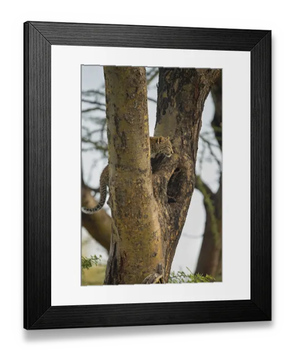 Framed Print : African leopard cub on an Acacia tree in Masai Mara Wildlife Refuge in Kenya