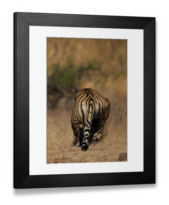 Framed Print : Alert tiger stalking away in the dry grasses of the dry deciduous forest of Ranthambore tiger reserve
