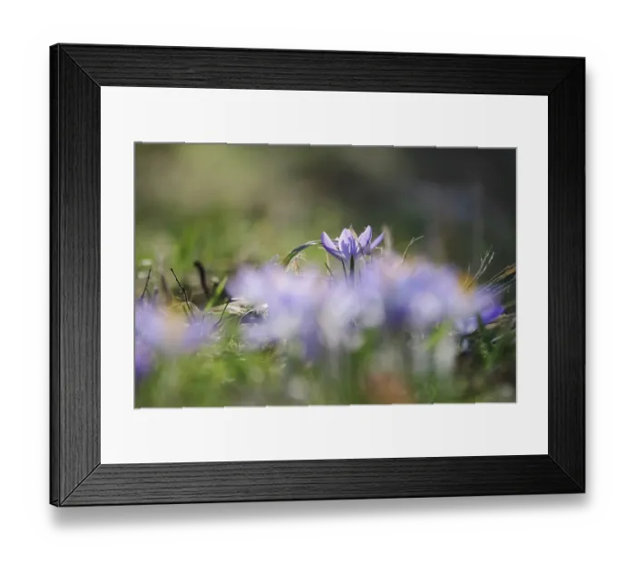 Framed Print : Crocuses, February, Germany