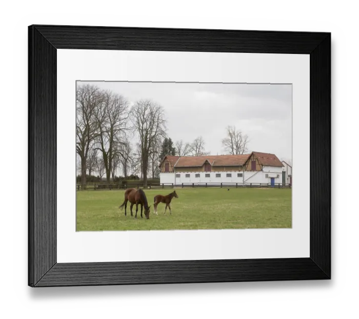 Framed Print : Erftstadt, Romerhof stud farm near Lechenich Erftstadt Framed Print : Erftstadt, Romerhof stud farm near Lechenich Erftstadt