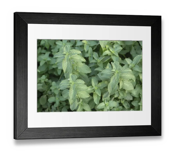 Framed Print : Spices, Health, Medicinal Plant Framed Print : Spices, Health, Medicinal Plant