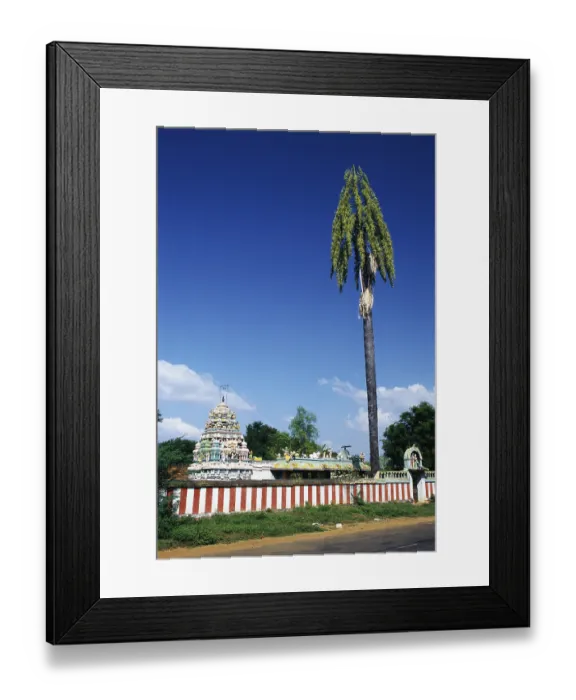 Framed Print : Talipot palm Corypha umbraculifera Linn at temple Framed Print : Talipot palm Corypha umbraculifera Linn at temple