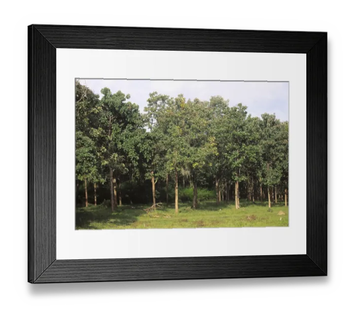 Framed Print : Teak trees plantation Tectona grandis