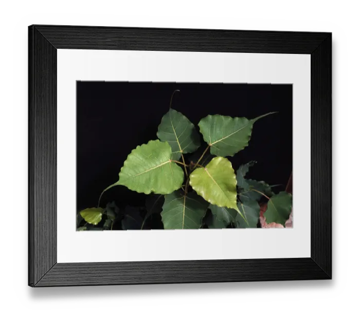 Framed Print : Peepal tree (Ficus Religiosa), india