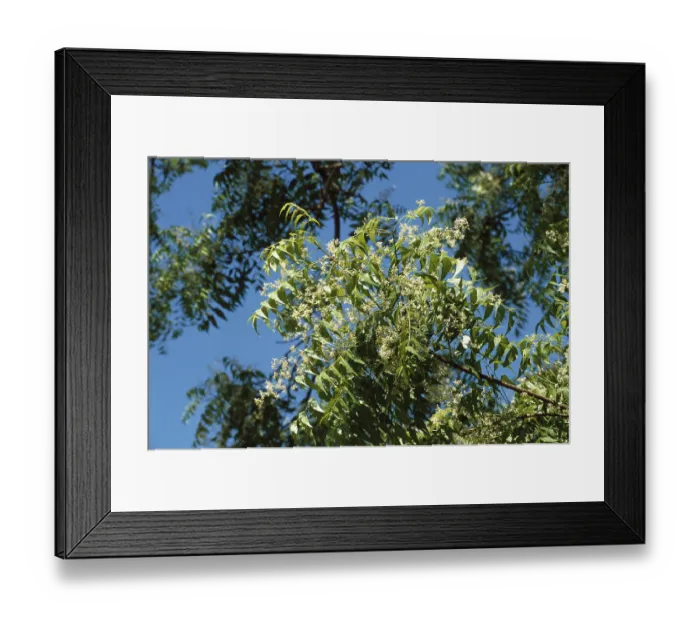 Framed Print : Neem tree or and Margosa (Azadirachta indica) Melia Azadirachta linn herb herbal ayurvedic medicinal plants Framed Print : Neem tree or and Margosa (Azadirachta indica) Melia Azadirachta linn herb herbal ayurvedic medicinal plants