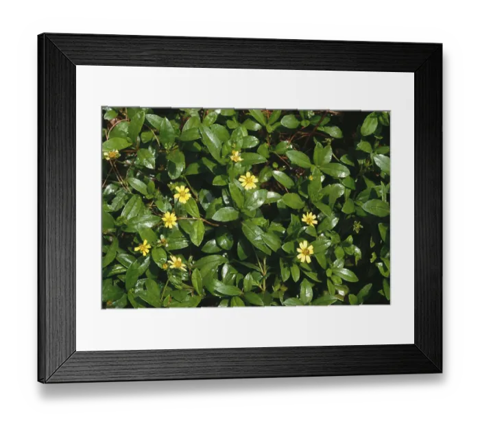 Framed Print : Pilabhamgara, wedelia chinensis (osbeck) merrill Framed Print : Pilabhamgara, wedelia chinensis (osbeck) merrill