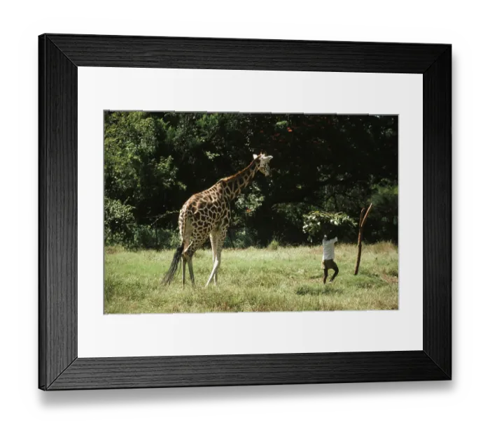 Framed Print : Giraffe Care, Hyderabad, Andhra Pradesh Framed Print : Giraffe Care, Hyderabad, Andhra Pradesh