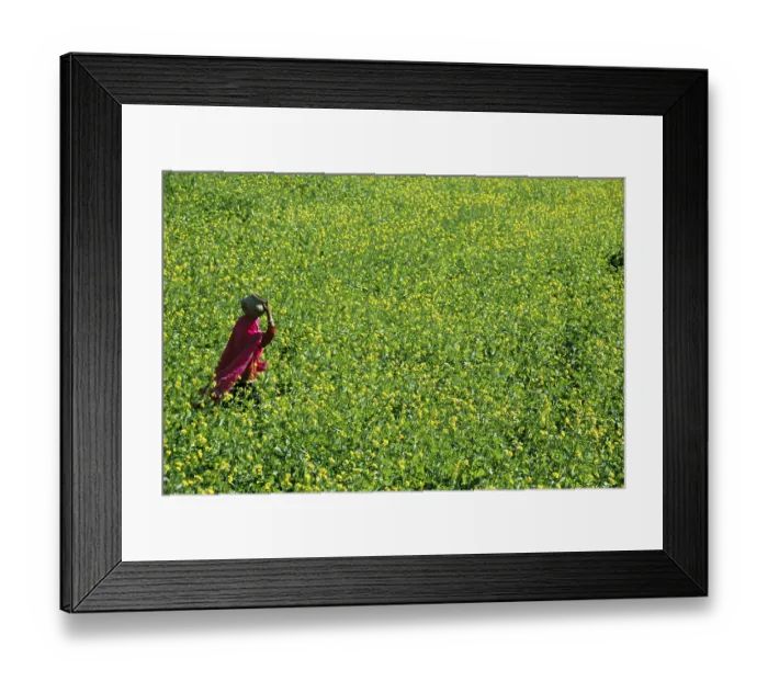 Framed Print : Mustard fields