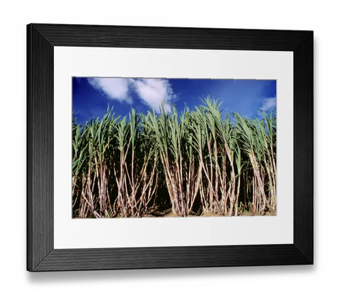 Framed Print : Sugarcane crop Framed Print : Sugarcane crop