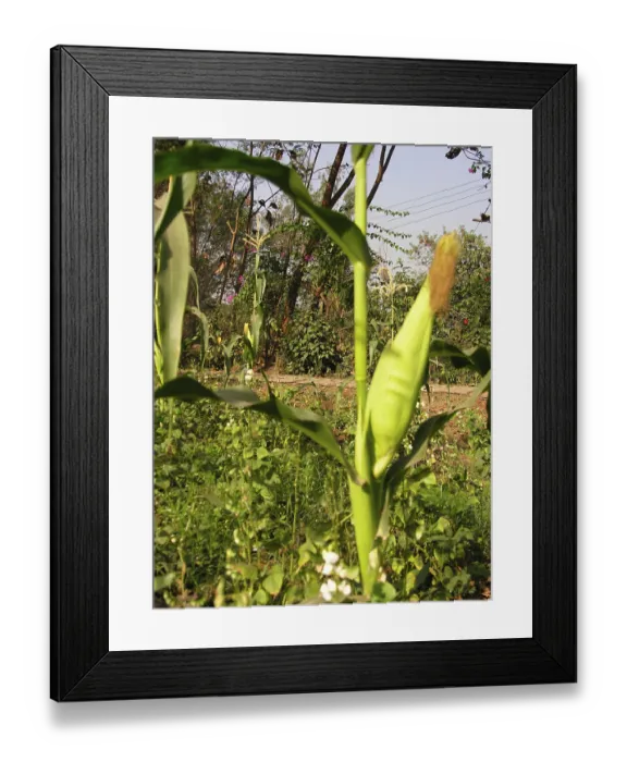 Framed Print : Sweet Corn, Varun Farm House, Panvel
