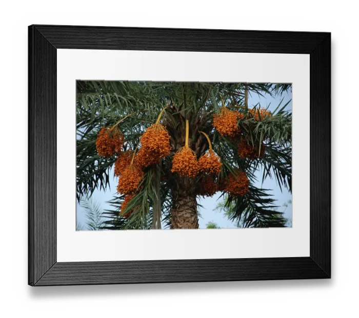 Framed Print : Date tree west bengal calcutta India Asia