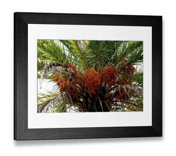 Framed Print : Dates tree