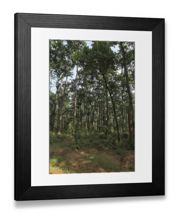 Framed Print : Dense forest, bastar, chhattisgarh, india, asia Framed Print : Dense forest, bastar, chhattisgarh, india, asia