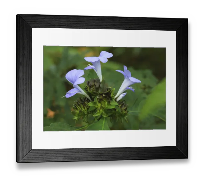 Framed Print : Blue orchid flower, bastar, chhattisgarh Framed Print : Blue orchid flower, bastar, chhattisgarh