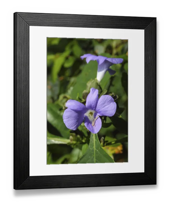 Framed Print : Orchid flower, bastar, chhattisgarh, india, asia