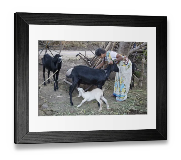 Framed Print : Woman with goat, sangli, maharashtra, India, Asia