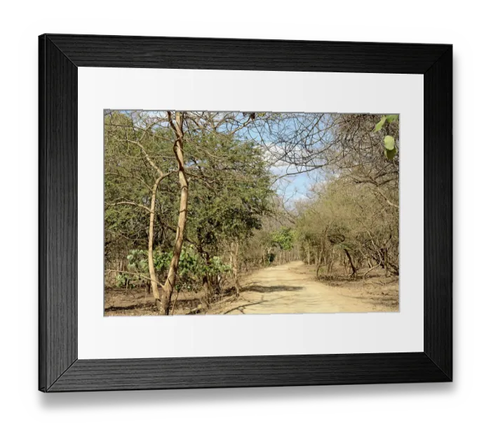 Framed Print : Path in gir national park, Gujarat, india, asia Framed Print : Path in gir national park, Gujarat, india, asia