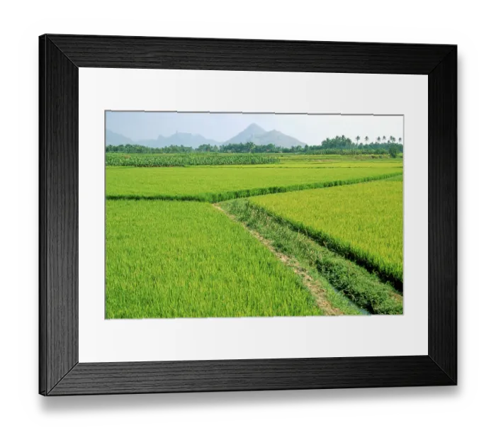 Framed Print : Rice field