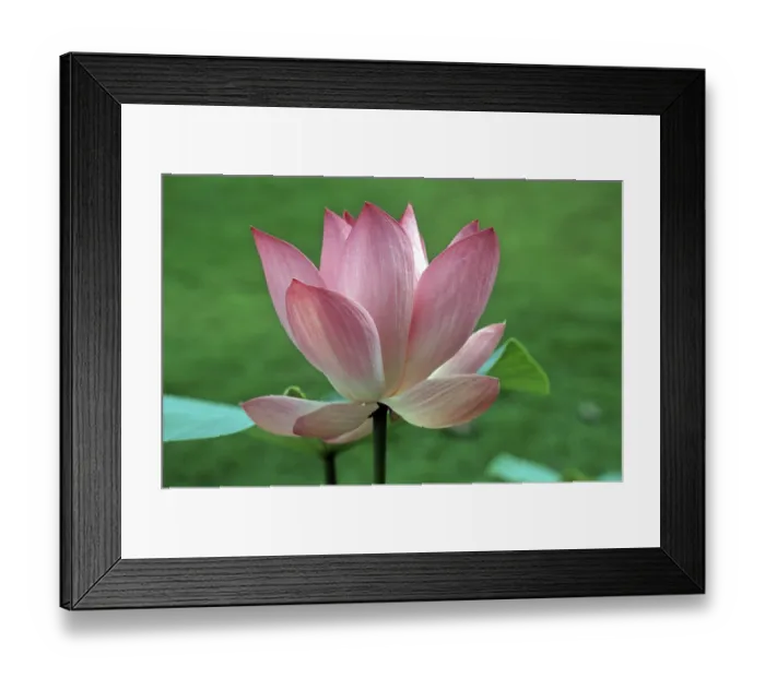 Framed Print : Lotus